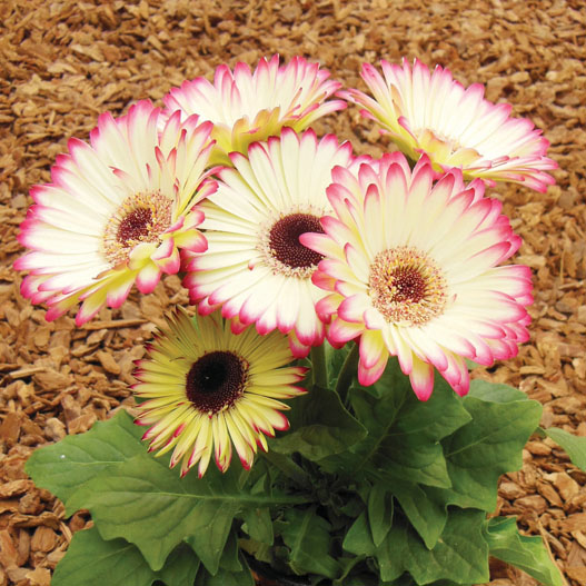 ガーベラ F1 フロリラインミディ シリーズ