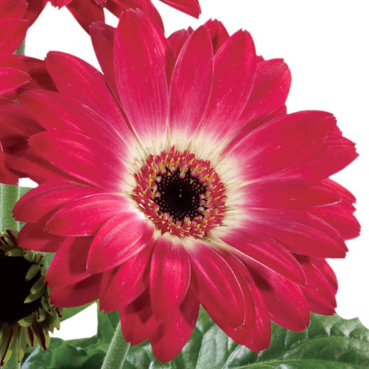 がーべら Gadget（ガジェット） 靴べらキーホルダー 「プレリー1957」 NP44935