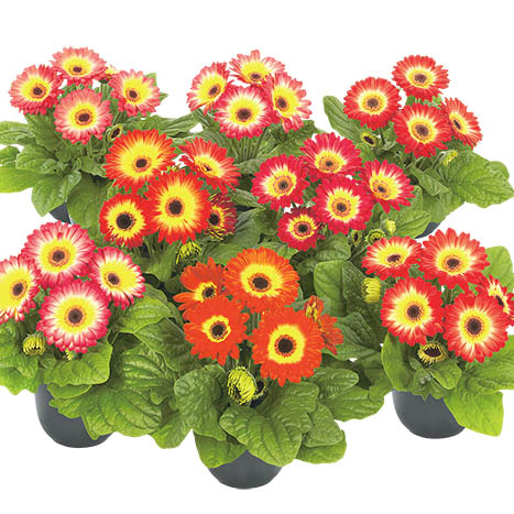 ガーベラ F1 フロリラインミディ シリーズ｜WEBカタログ｜未来アグリス