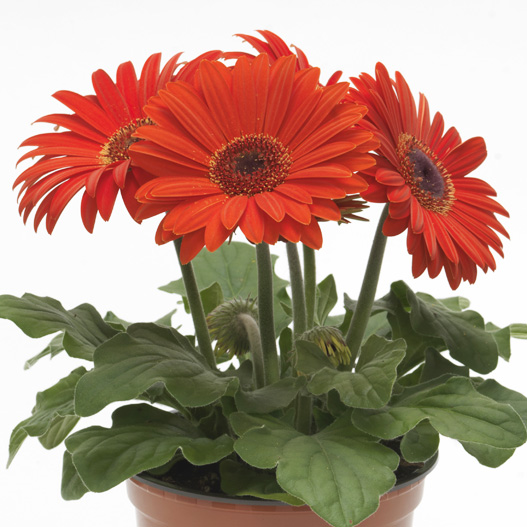 ガーベラ F1 レボリューション シリーズ