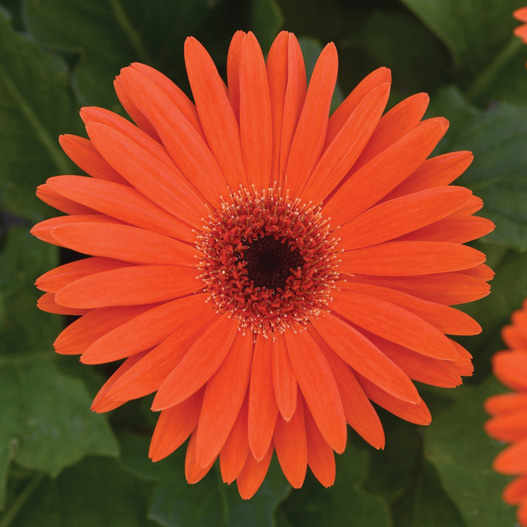 ガーベラ F1 レボリューション シリーズ