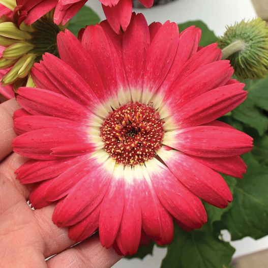 ガーベラ F1 レボリューション シリーズ