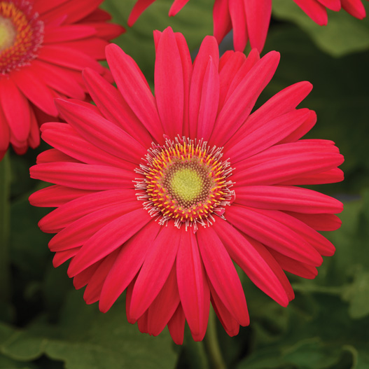 ガーベラ F1 レボリューション シリーズ