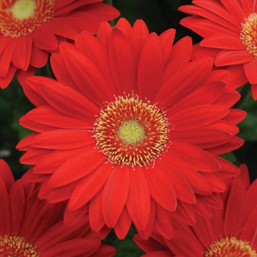 ガーベラ F1 レボリューション シリーズ