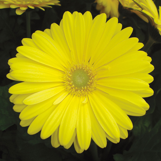 ガーベラ F1 レボリューション シリーズ