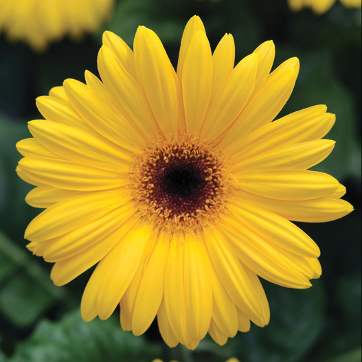 ガーベラ F1 レボリューション シリーズ｜WEBカタログ｜未来アグリス