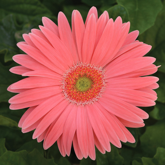 ガーベラ F1 レボリューション シリーズ