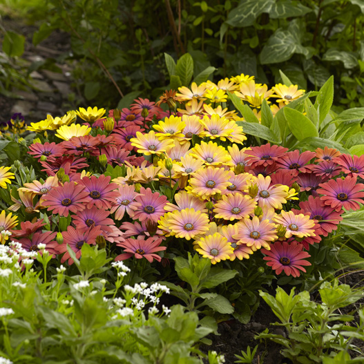 オステオスペルマム F1 アキラ シリーズ