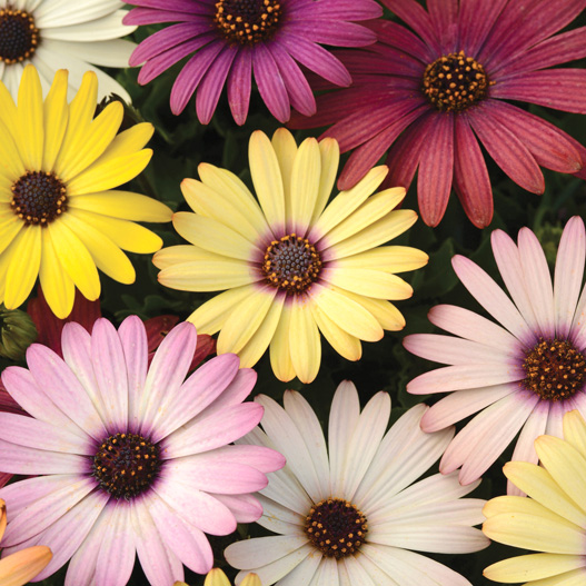 オステオスペルマム F1 アキラ シリーズ