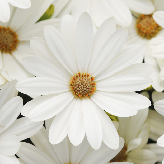 amama♡即日発送♡ ホワイトS オステオスペルマム F1 アキラ シリーズ｜WEBカタログ｜未来アグリス