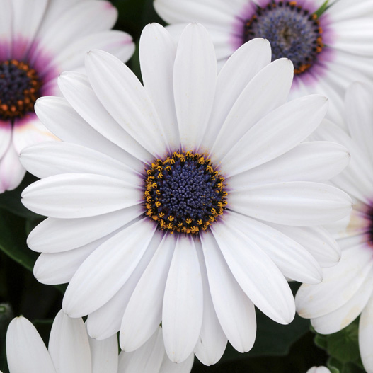 オステオスペルマム F1 アキラ シリーズ