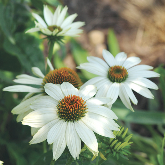 エキナセア パウワウ シリーズ