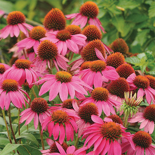 エキナセア パウワウ シリーズ