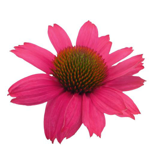 エキナセア ポリネーション シリーズ