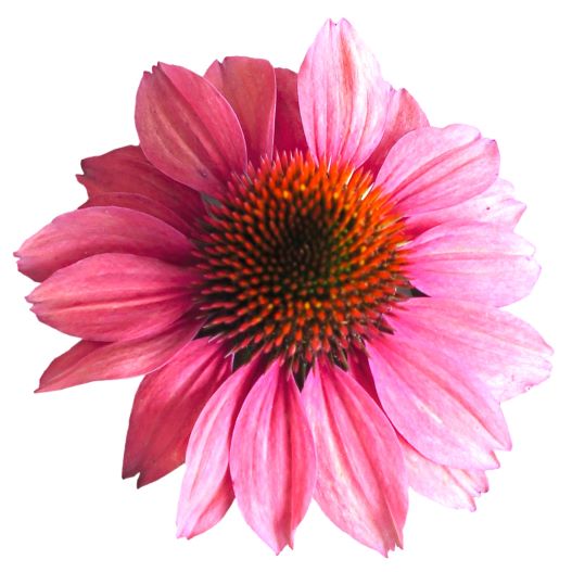 エキナセア ポリネーション シリーズ