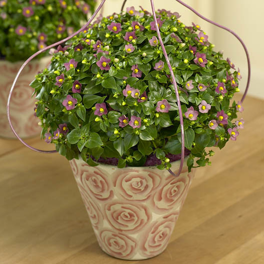 エキザカム ロイヤルディン シリーズ