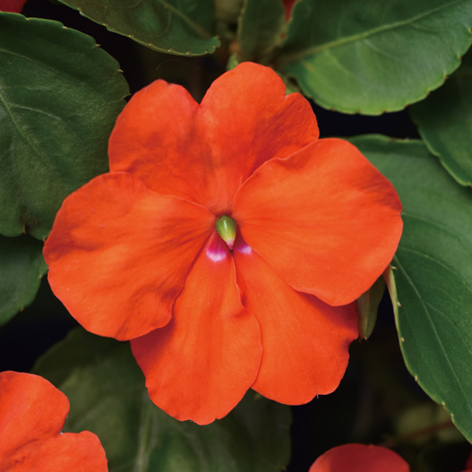 インパチェンス F1 ビーコン シリーズ