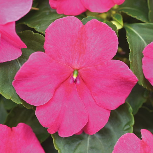 インパチェンス F1 ビーコン シリーズ