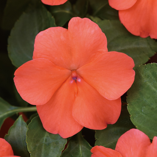 インパチェンス F1 ビーコン シリーズ