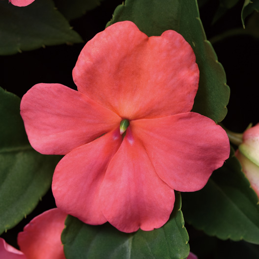 インパチェンス F1 ビーコン シリーズ