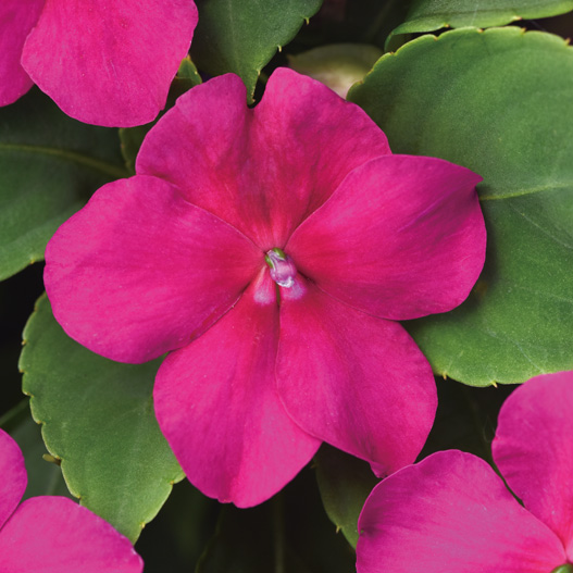 インパチェンス F1 ビーコン シリーズ