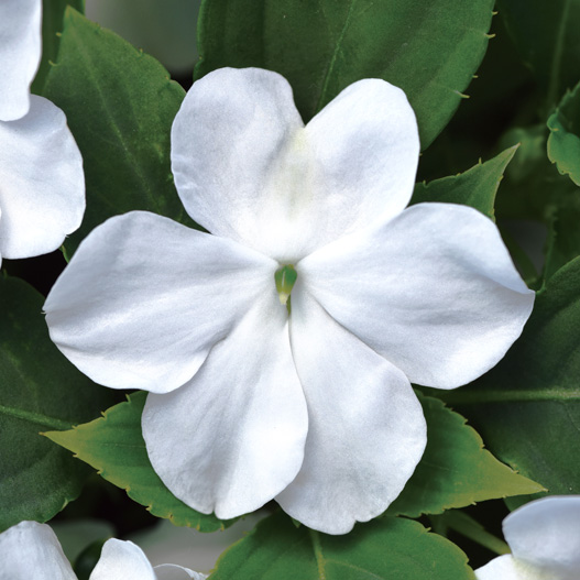 インパチェンス F1 ビーコン シリーズ