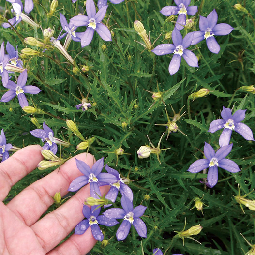 イソトマ F1 アバンギャルド シリーズ