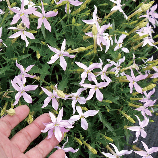 イソトマ F1 アバンギャルド シリーズ