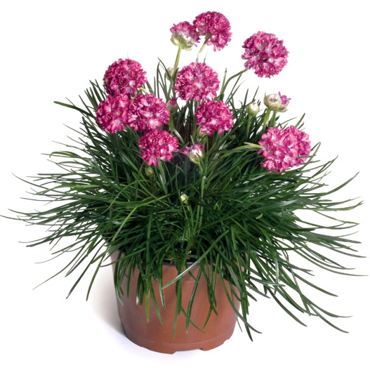 アルメリア モーニングスター シリーズ