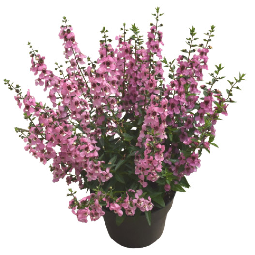 アンゲロニア F1　セレニータ シリーズ 