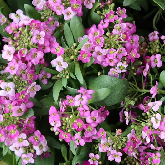 アリッサム イースターボネット シリーズ