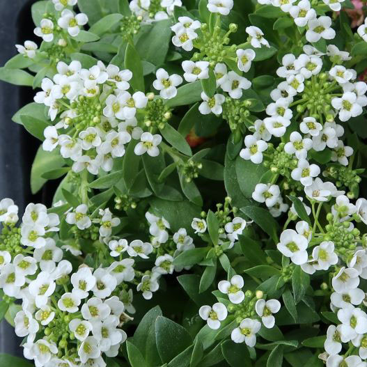 アリッサム イースターボネット シリーズ