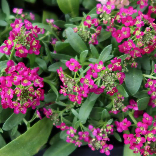 アリッサム イースターボネット シリーズ