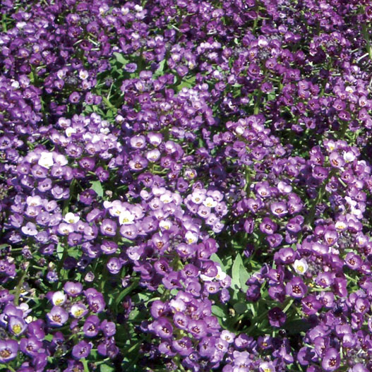 アリッサムページ 寄せ植えに】 スイートアリッサム 『4色ミックス』 3寸POT