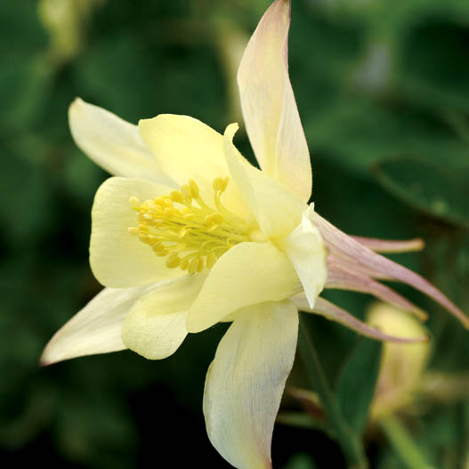 アクイレギア F1 アーリーバード シリーズ