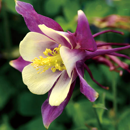 アクイレギア F1 アーリーバード シリーズ