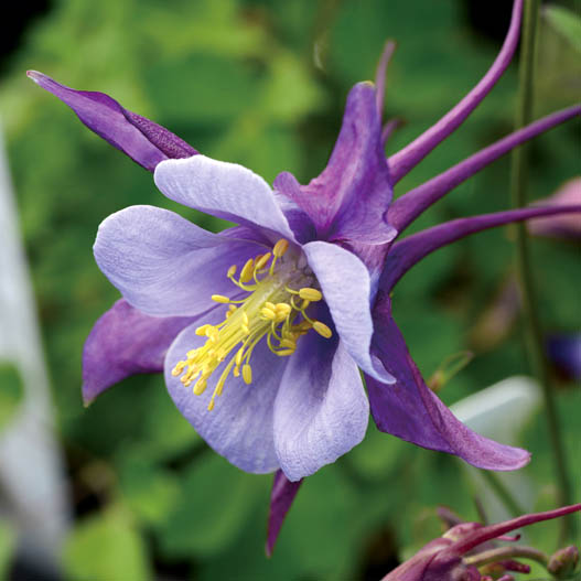 アクイレギア F1 アーリーバード シリーズ