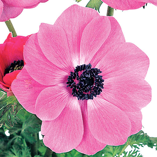 アネモネ　ポルト シリーズ 