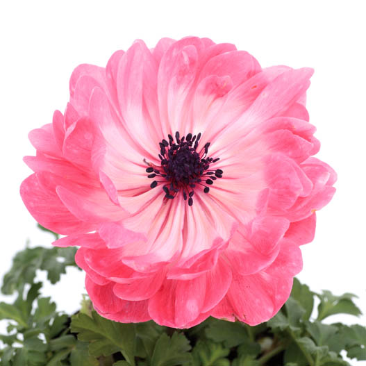 アネモネ　ポルト シリーズ 