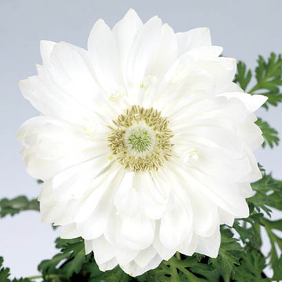 アネモネ　ポルト シリーズ 