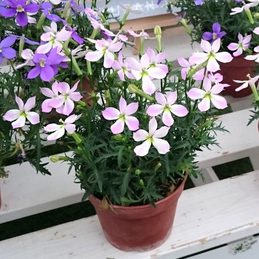 ローレンシア　フィズアンドポップ シリーズ 