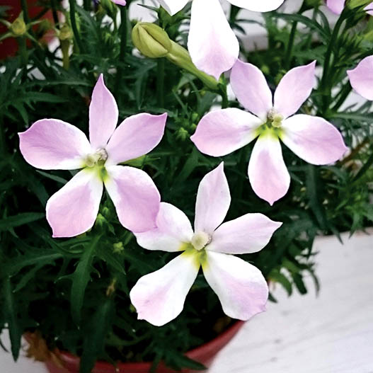 ローレンシア　フィズアンドポップ シリーズ 