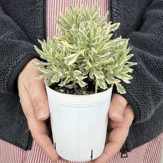 ラベンダー　メルロー 