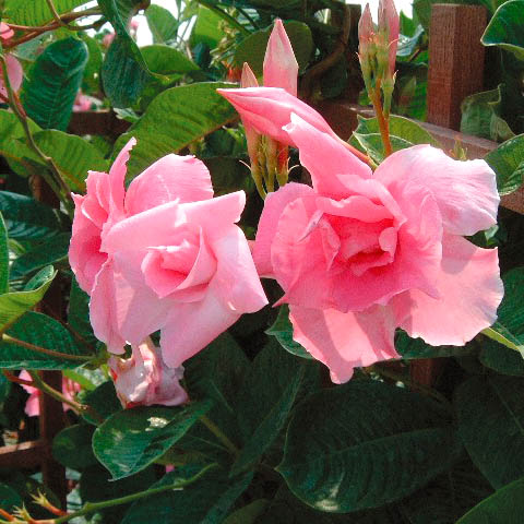 マンデビラ　パフェ シリーズ 