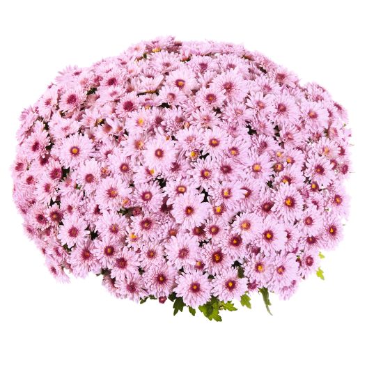 数量限定　大輪マム苗 かわいいお庭　アンティークなガーデン　レア　切り花に♡ 数量限定 大輪マム苗 かわいいお庭 アンティークなガーデン レア