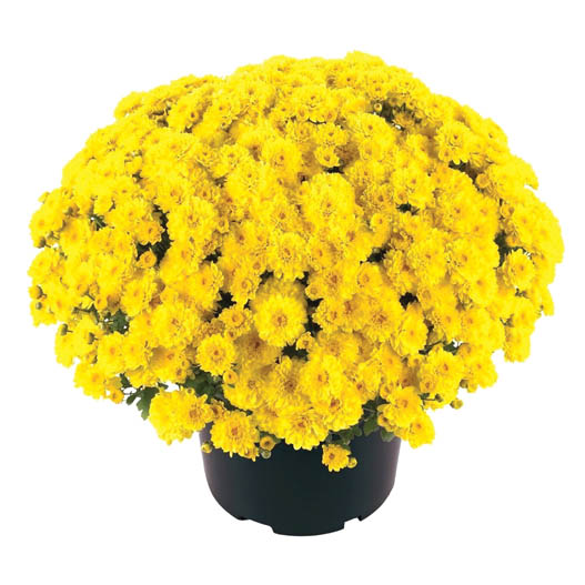 ガーデンマム ジジ シリーズ｜WEBカタログ｜未来アグリス株式会社|未来