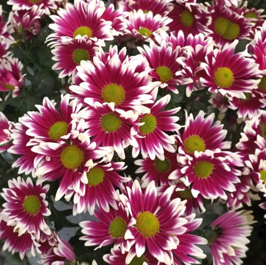 ポットマム　レインボー シリーズ 