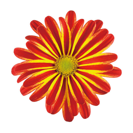 ポットマム　レインボー シリーズ 