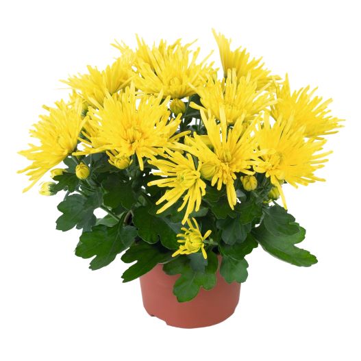 ポットマム　スプラッシュ シリーズ 