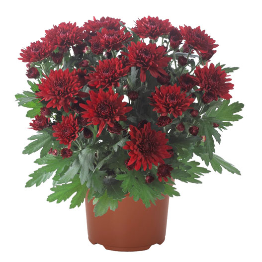 ポットマム　クリスタル シリーズ 